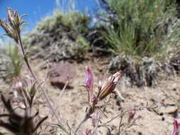 صورة Cordylanthus kingii subsp. helleri (Ferris) T. I. Chuang & L. R. Heckard