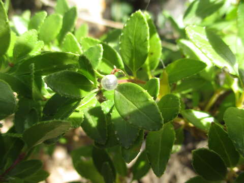 Image of Rubia fruticosa Aiton