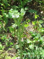 Image of Chloraea membranacea Lindl.