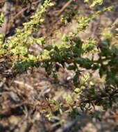 Image of Artemisia monosperma Del.