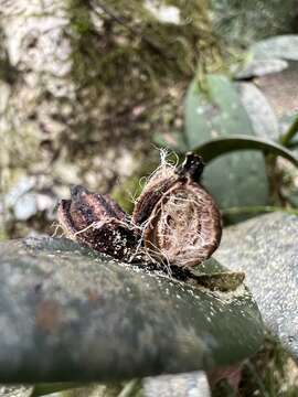 Image of hairy bonnet orchid