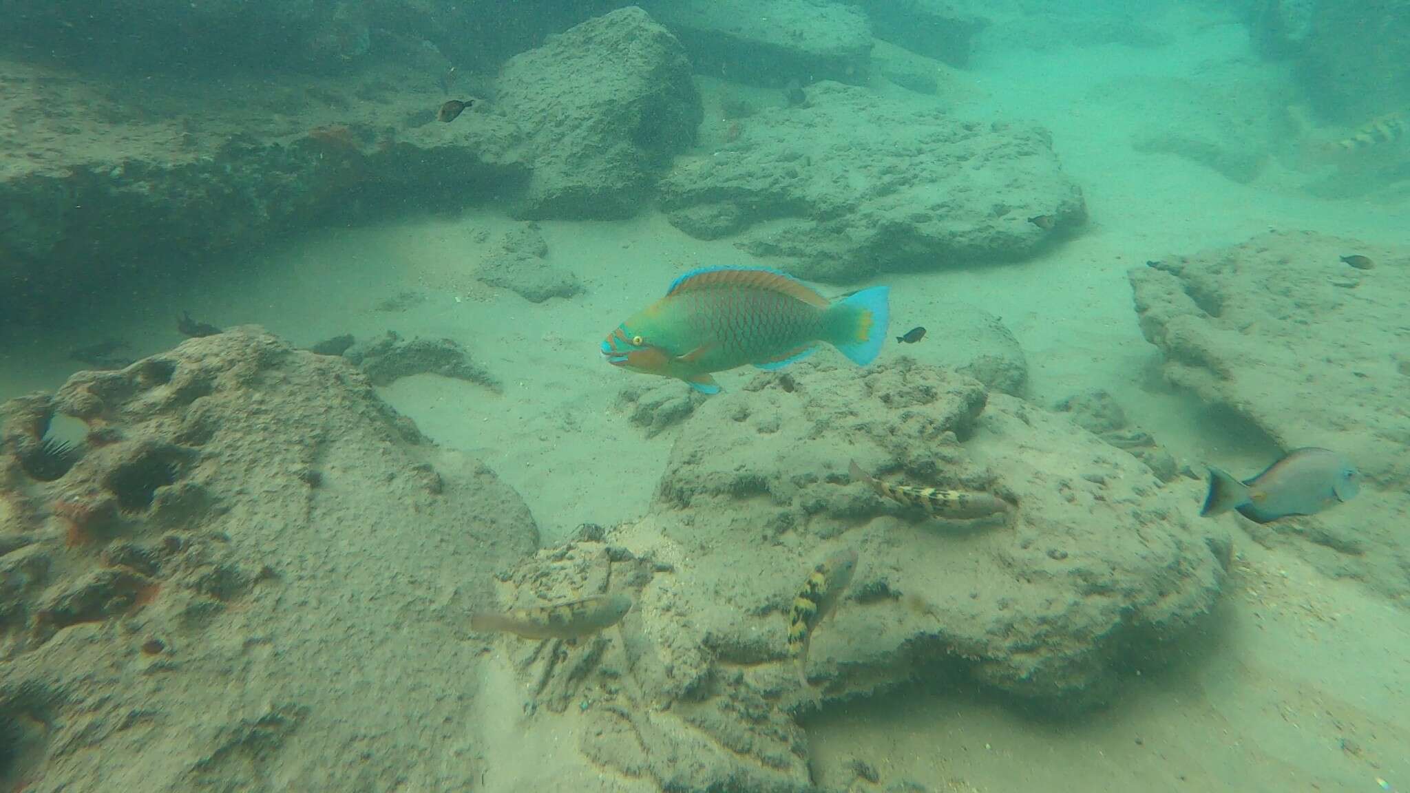 Image of Guinean parrot fish
