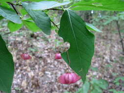 Imagem de Euonymus latifolius (L.) Mill.