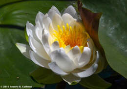 Image de Nymphaea odorata subsp. odorata