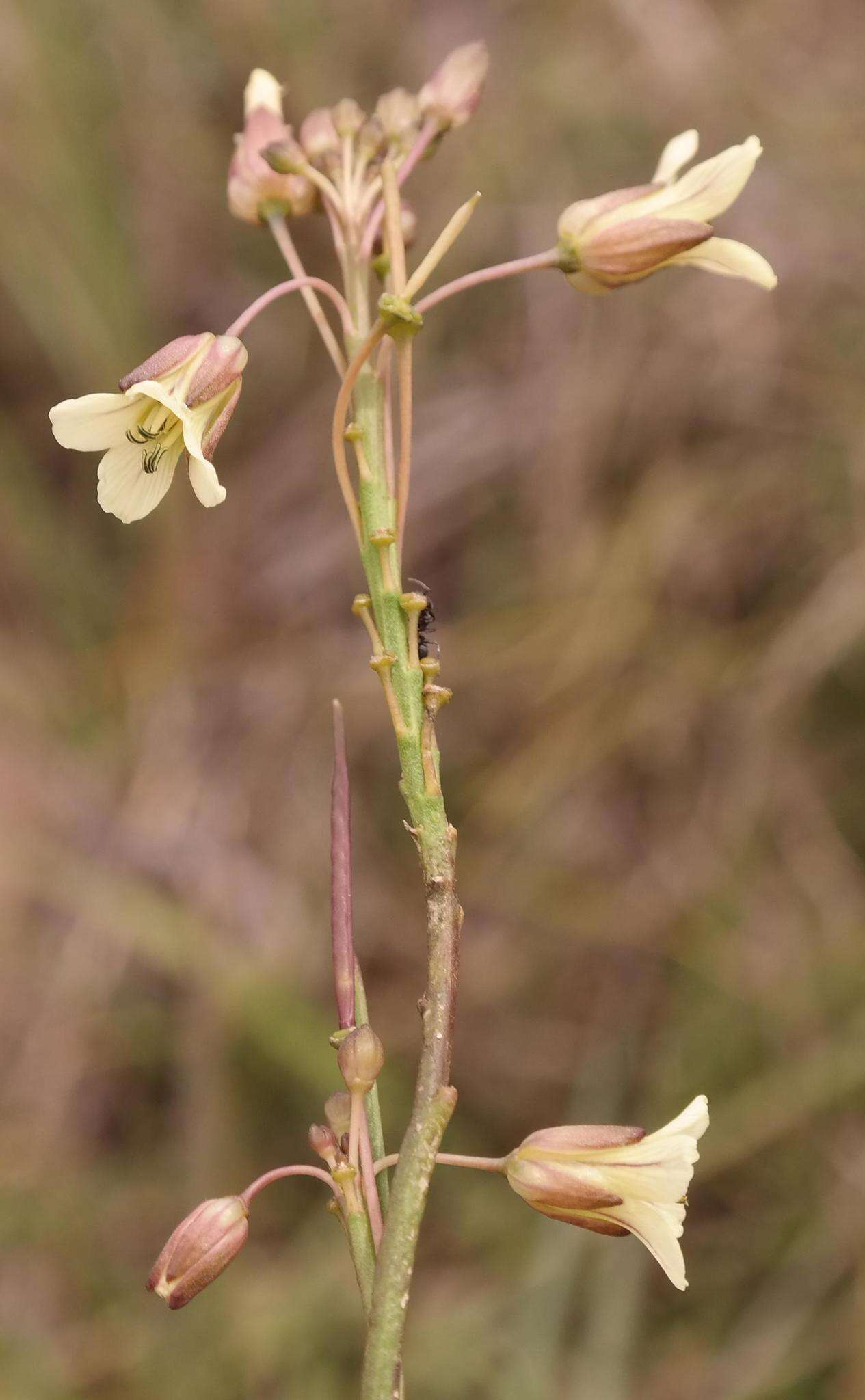 Слика од Heliophila elongata (Thunb.) DC.