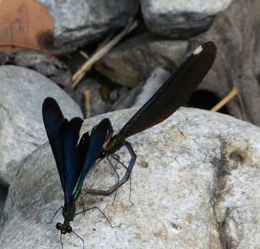 Image of Matrona cyanoptera Hämäläinen & Yeh 2000