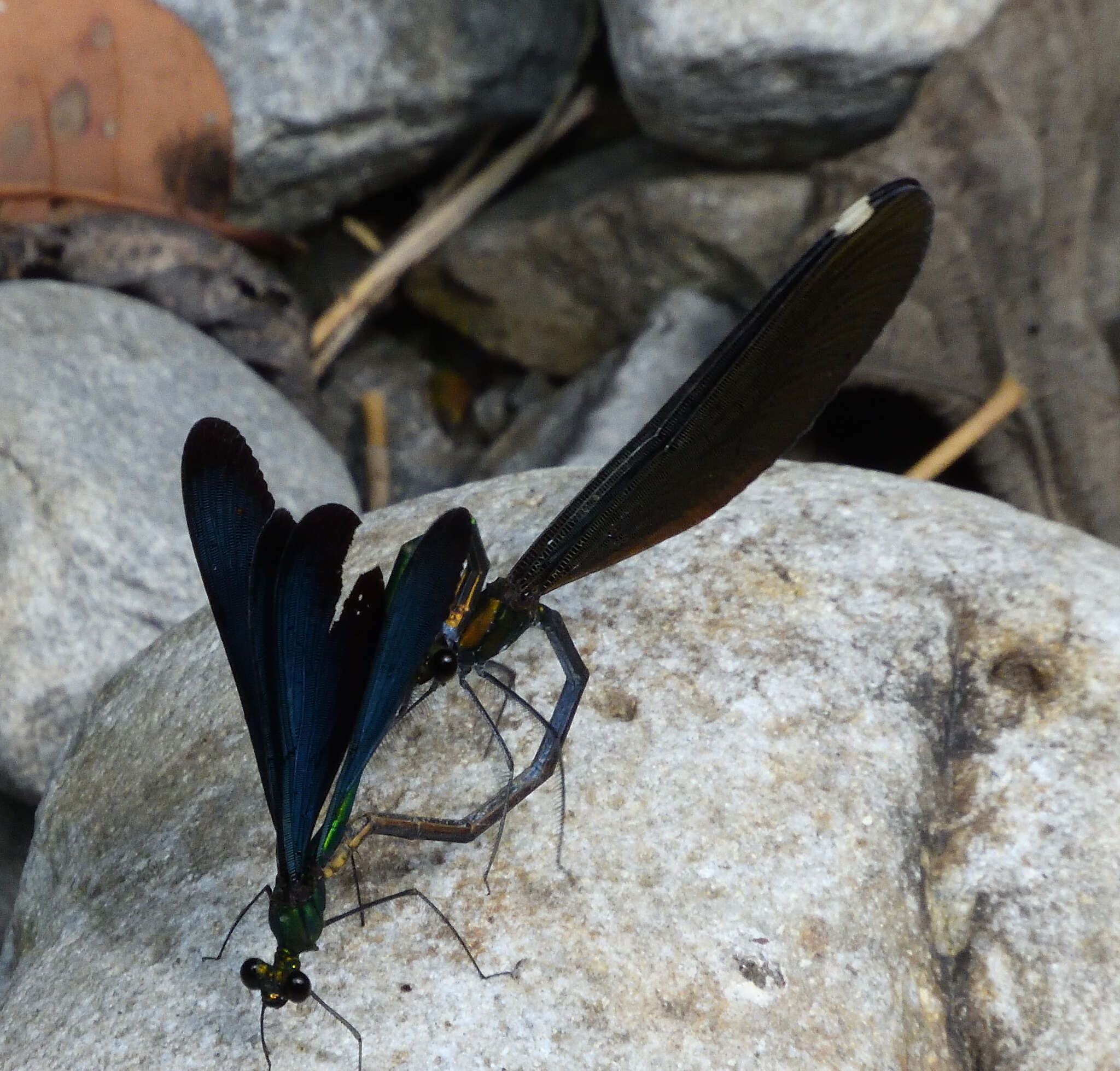 Image of Matrona cyanoptera Hämäläinen & Yeh 2000