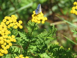 Image of Plebejus argyrognomon (Bergsträsser (1779))