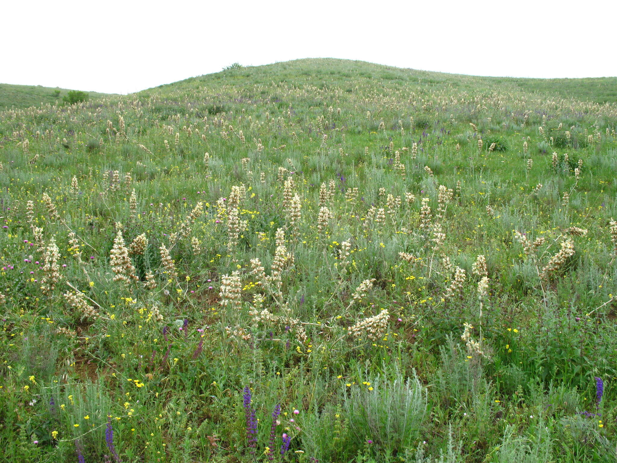 Image of Phlomoides laciniata (L.) Kamelin & Makhm.