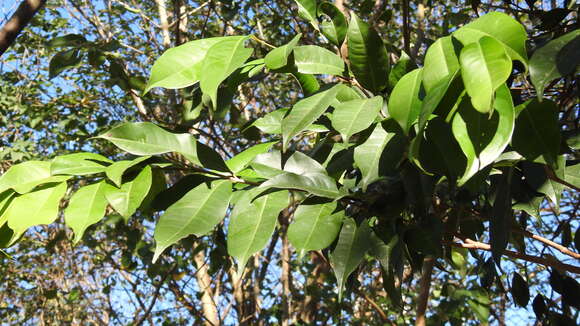 Image of Osmanthus enervius Masam. & T. Mori