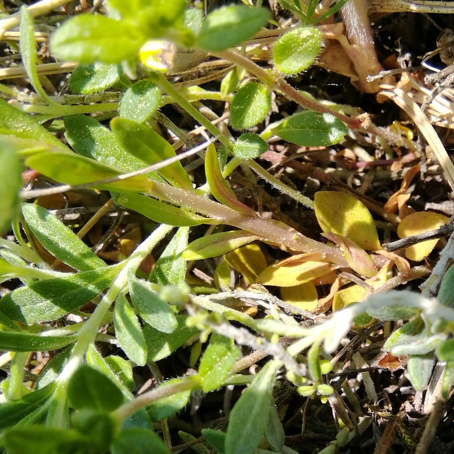 Image of tufted milkwort