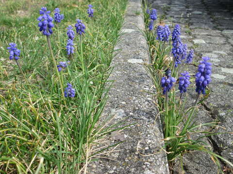 Imagem de Muscari armeniacum H. J. Veitch