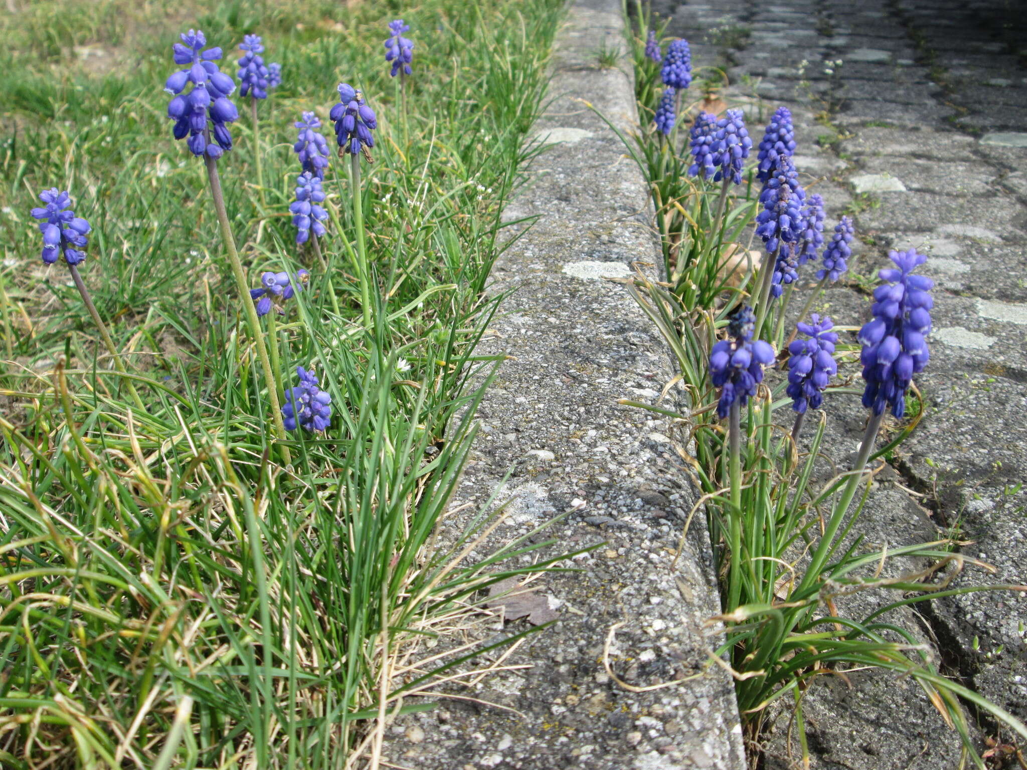 Image of Armenian grape hyacinth