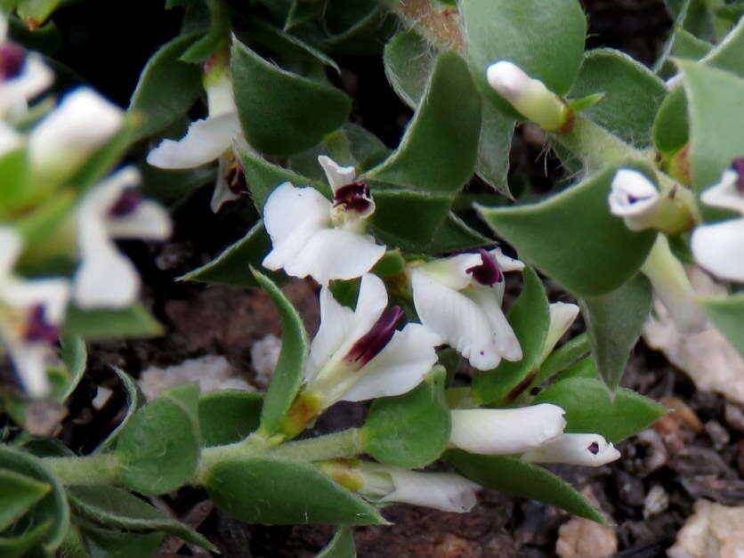 Image of Amphithalea micrantha (E. Mey.) Walp.