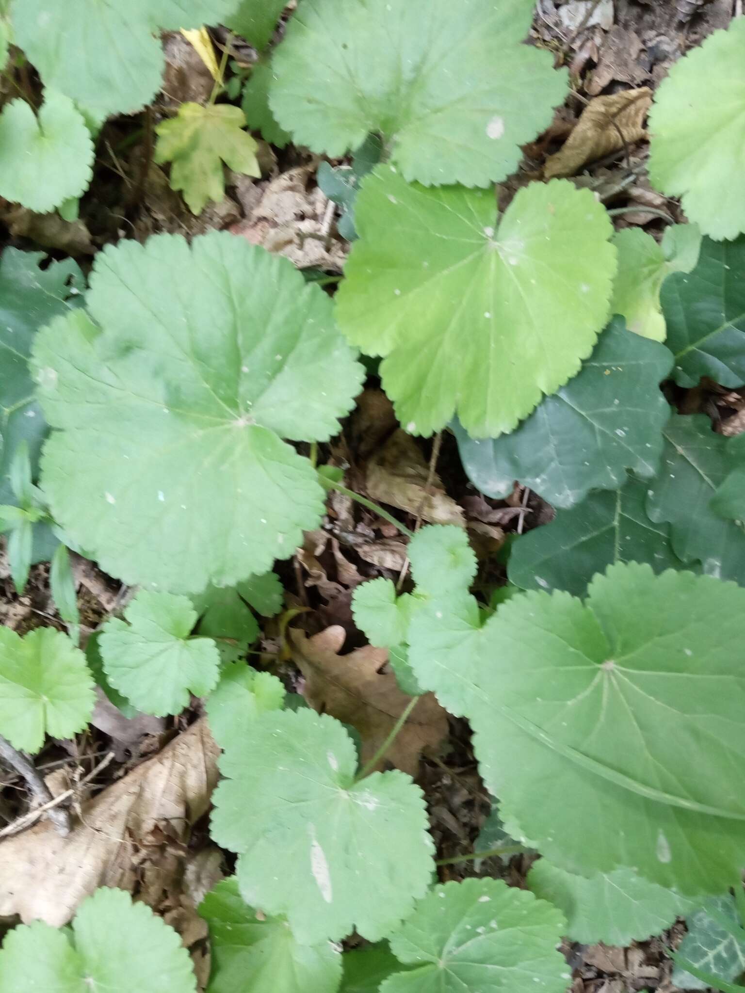 Pimpinella tripartita Kalenicz. resmi