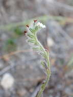 Plancia ëd Cryptantha wigginsii I. M. Johnst.