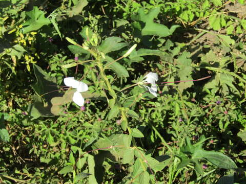 Image of Tarenaya longicarpa Soares Neto & Roalson