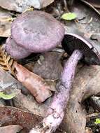 Imagem de Cortinarius austroviolaceus Gasparini 2001