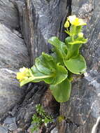 Image de Ranunculus godleyanus Hook. fil.