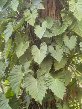 Philodendron lacerum (Jacq.) Schott的圖片