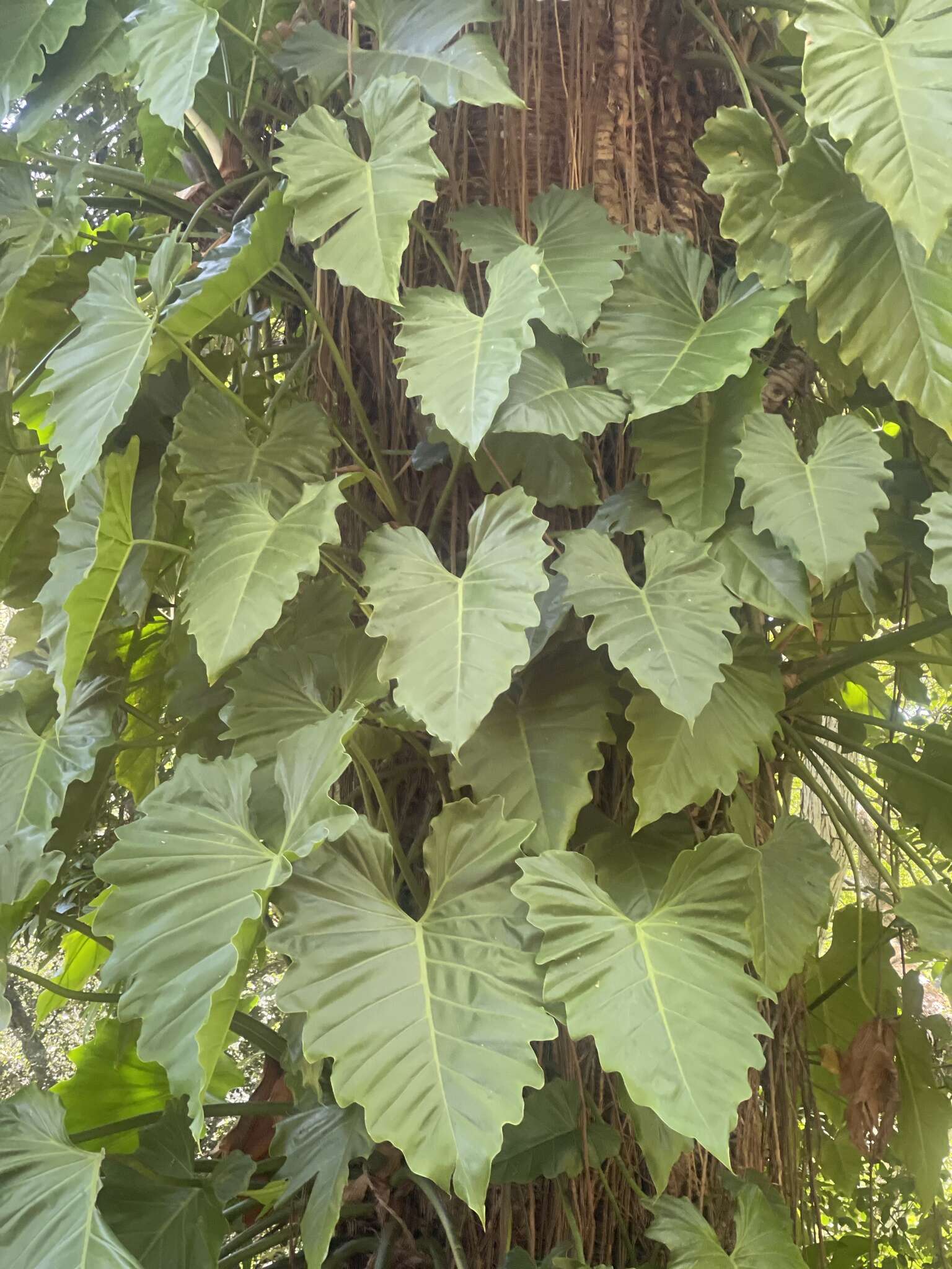 Image of Philodendron