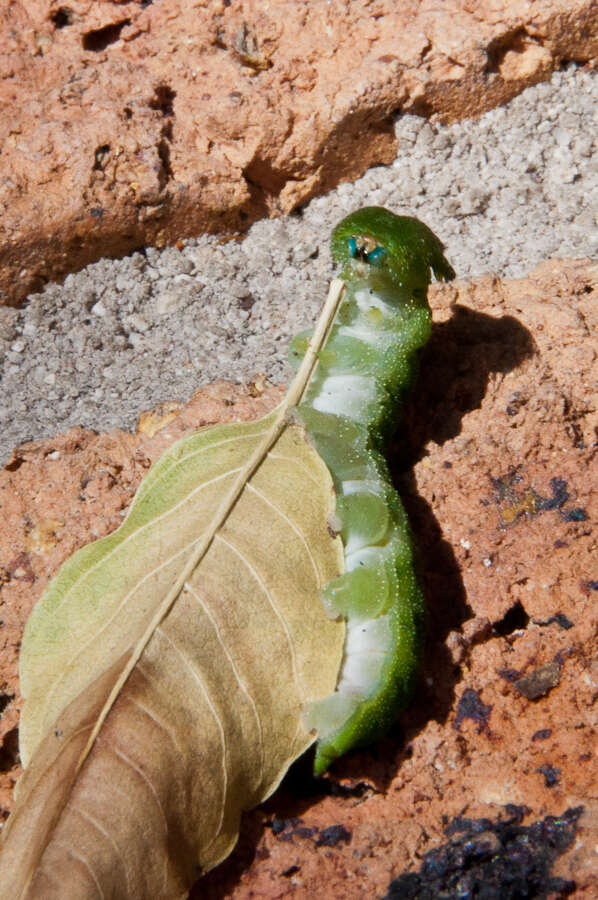 Charaxes brutus natalensis Staudinger 1886的圖片