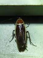 Image of Pale Bordered Field Cockroach