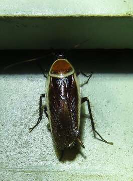 Image of Pale Bordered Field Cockroach