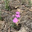 Imagem de Phlox speciosa subsp. woodhousei (A. Gray) Wherry