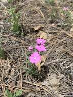 Image of Woodhouse's phlox