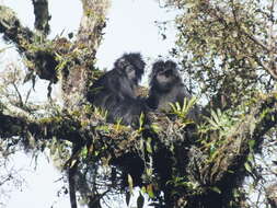 Image of Eastern Ebony Leaf Monkey