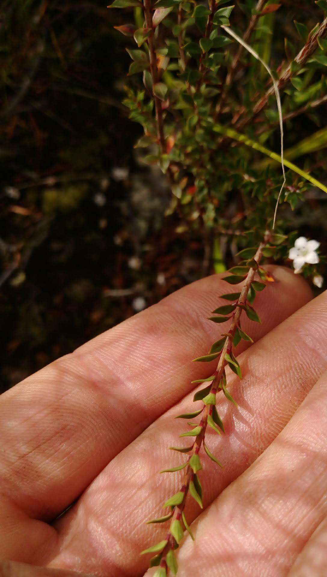 Image of Epacris pauciflora A. Rich.