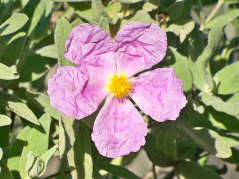 Imagem de Cistus albidus L.