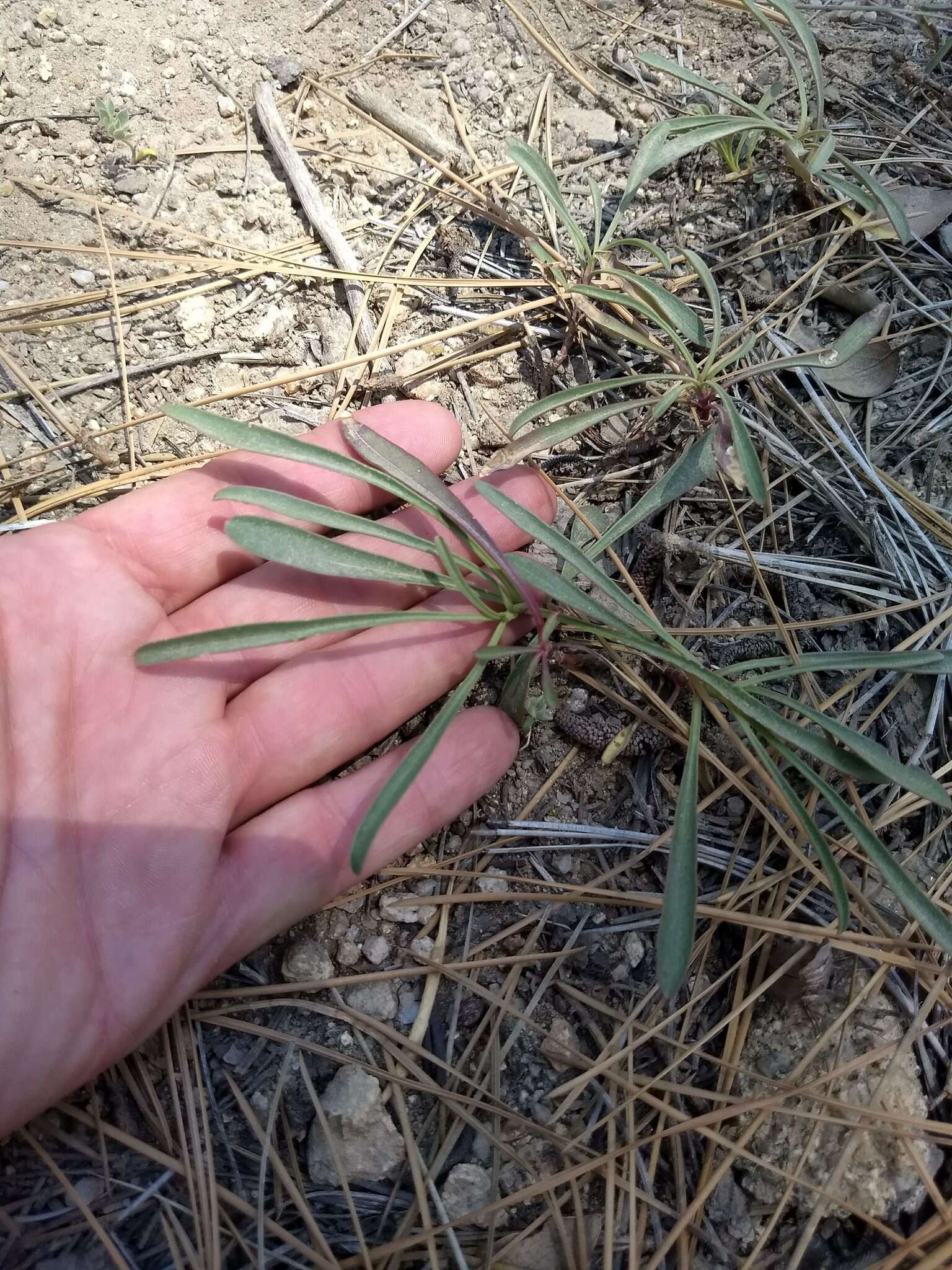 Sivun Penstemon labrosus (A. Gray) Mast. ex Hook. fil. kuva