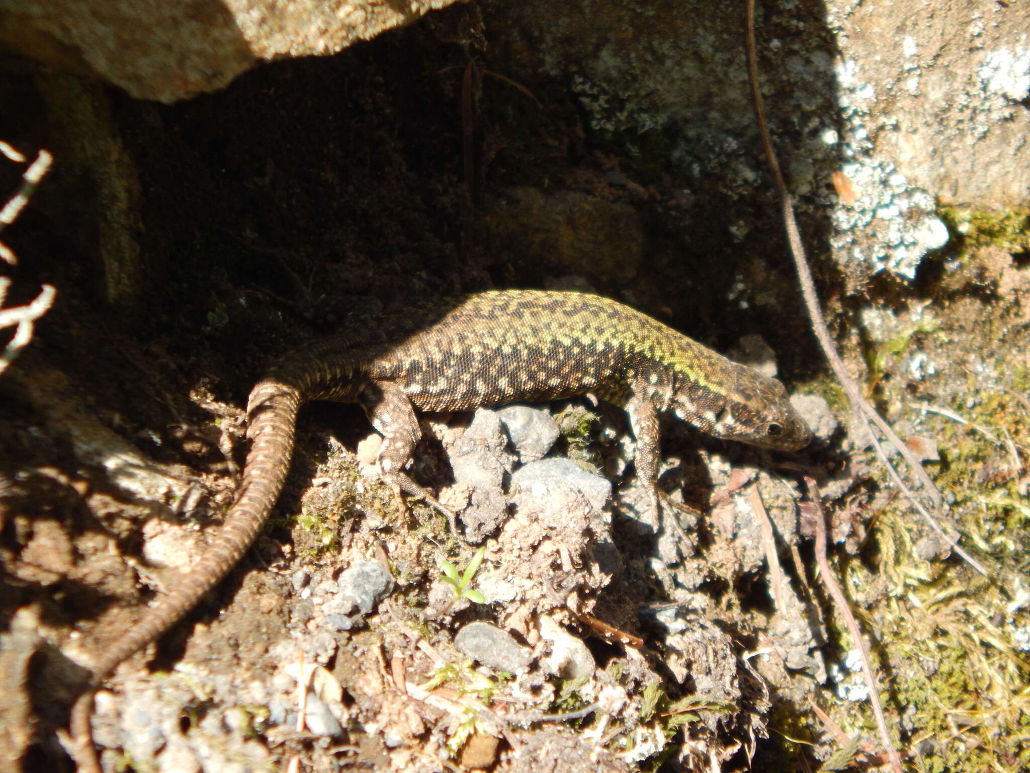 Imagem de Podarcis muralis maculiventris (Werner 1891)