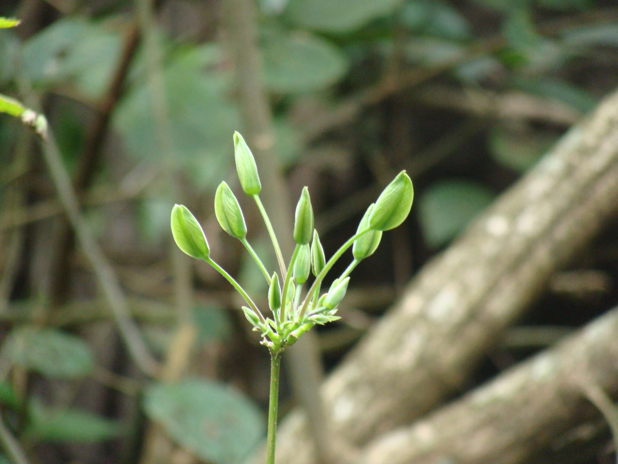 Louteridium purpusii T. S. Brandeg. resmi