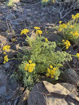 Слика од <i>Lomatium papilioniferum</i> J. A. Alexander & W. Whaley