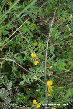 Image of Argyrolobium zanonii subsp. zanonii