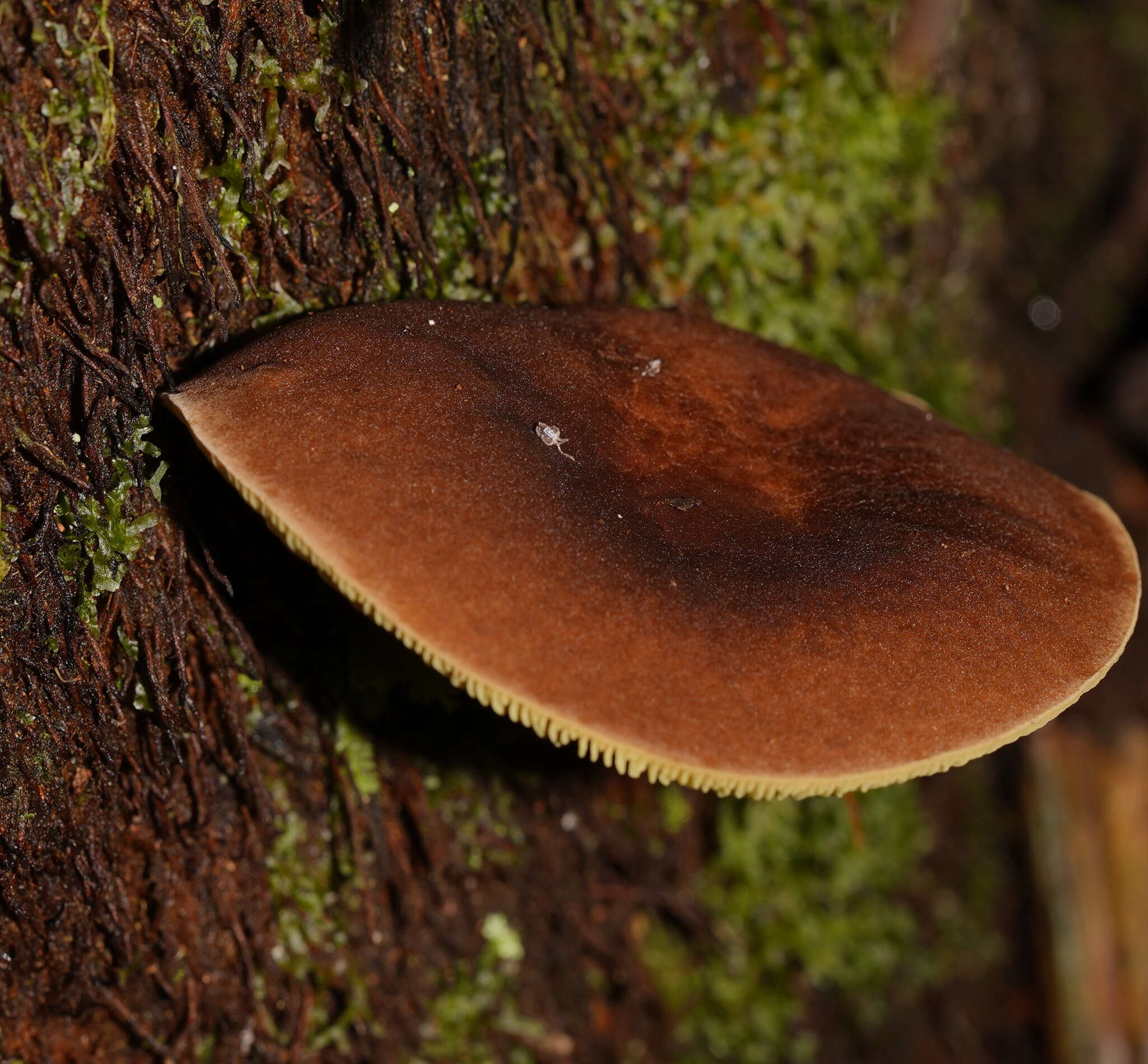 Image of Phylloporus rhodoxanthus (Schwein.) Bres. 1900