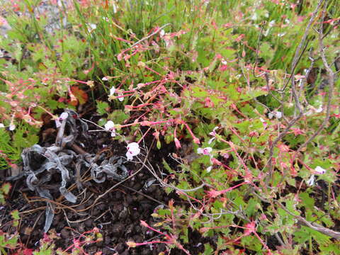 Imagem de Pelargonium patulum var. patulum