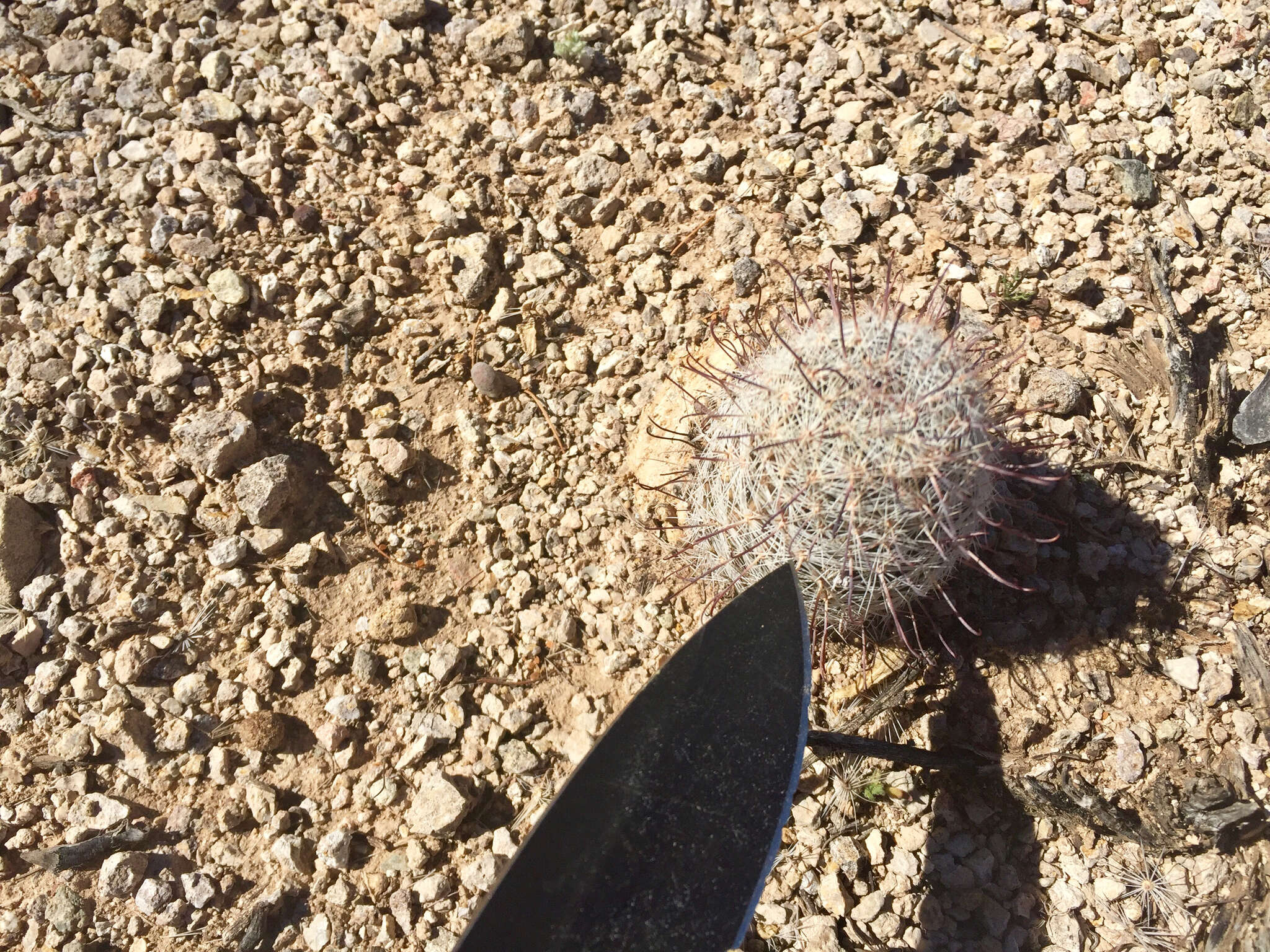 Image de Mammillaria grahamii Engelm.