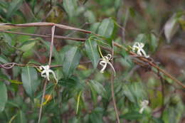 Landolphia camptoloba (K. Schum.) Pichon的圖片