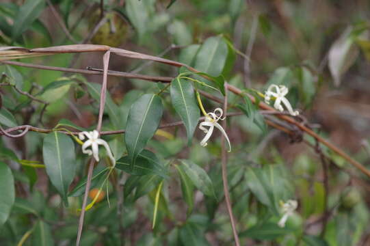 Landolphia camptoloba (K. Schum.) Pichon的圖片