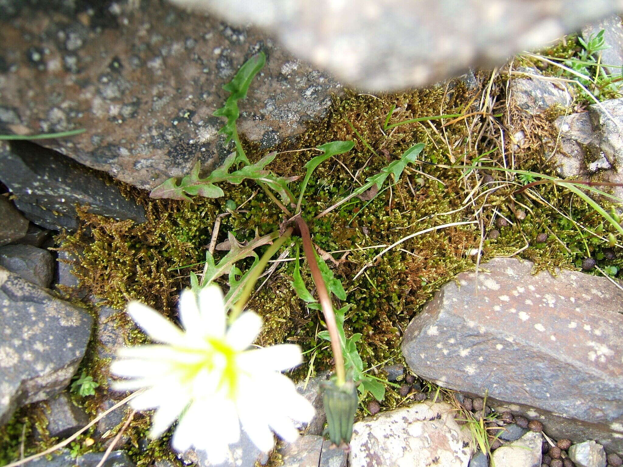 Image of Taraxacum arcticum (Trautv.) Dahlst.