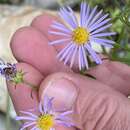 Image of Newfoundland aster