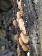 Image of Crepidotus malachioides Consiglio, Prydiuk & Setti 2008