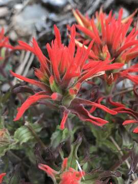 Image de Castilleja martini var. clokeyi