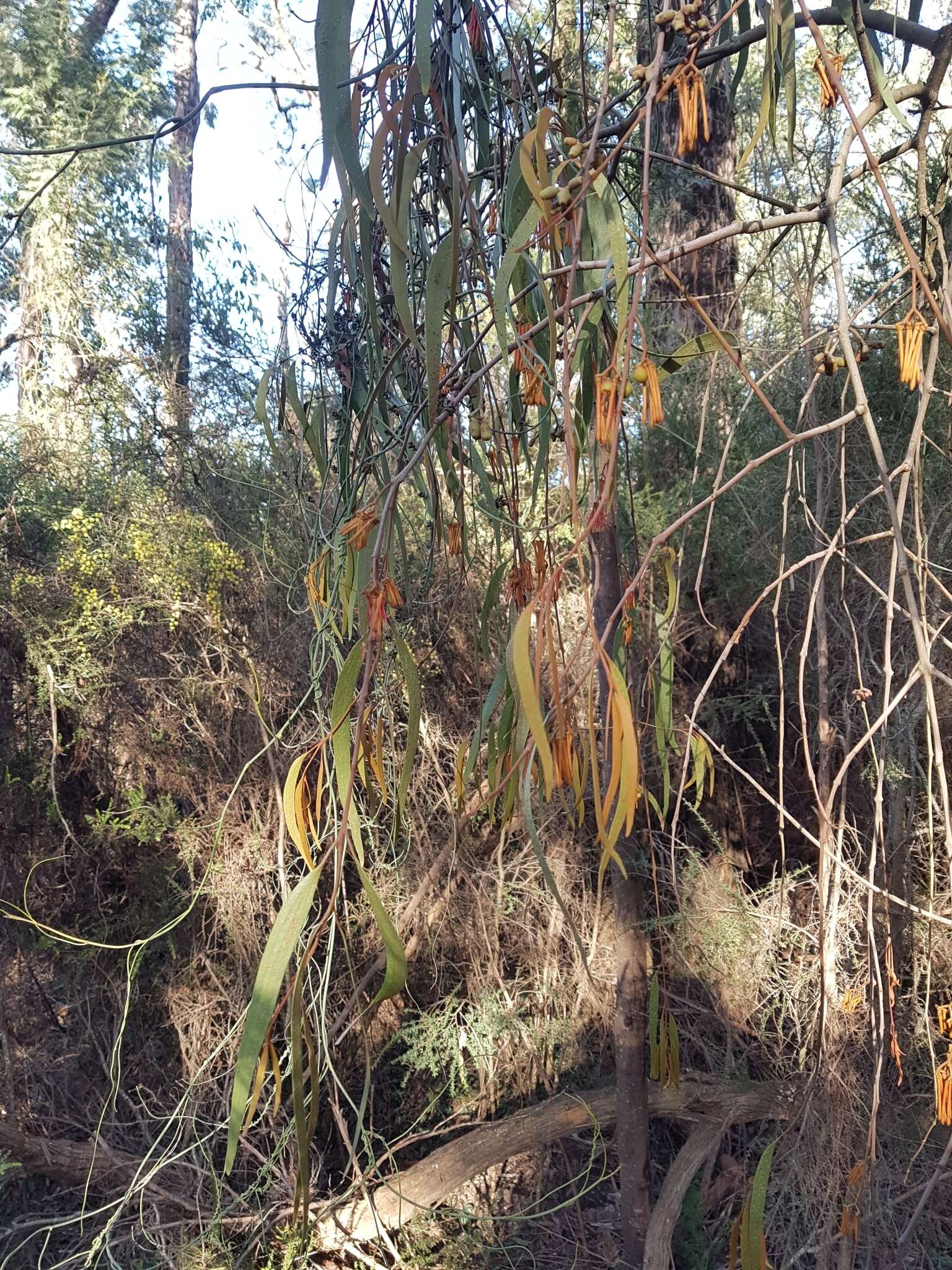 Imagem de Amyema pendula subsp. pendula