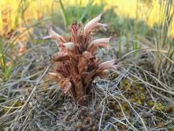 Image of flat-top broomrape