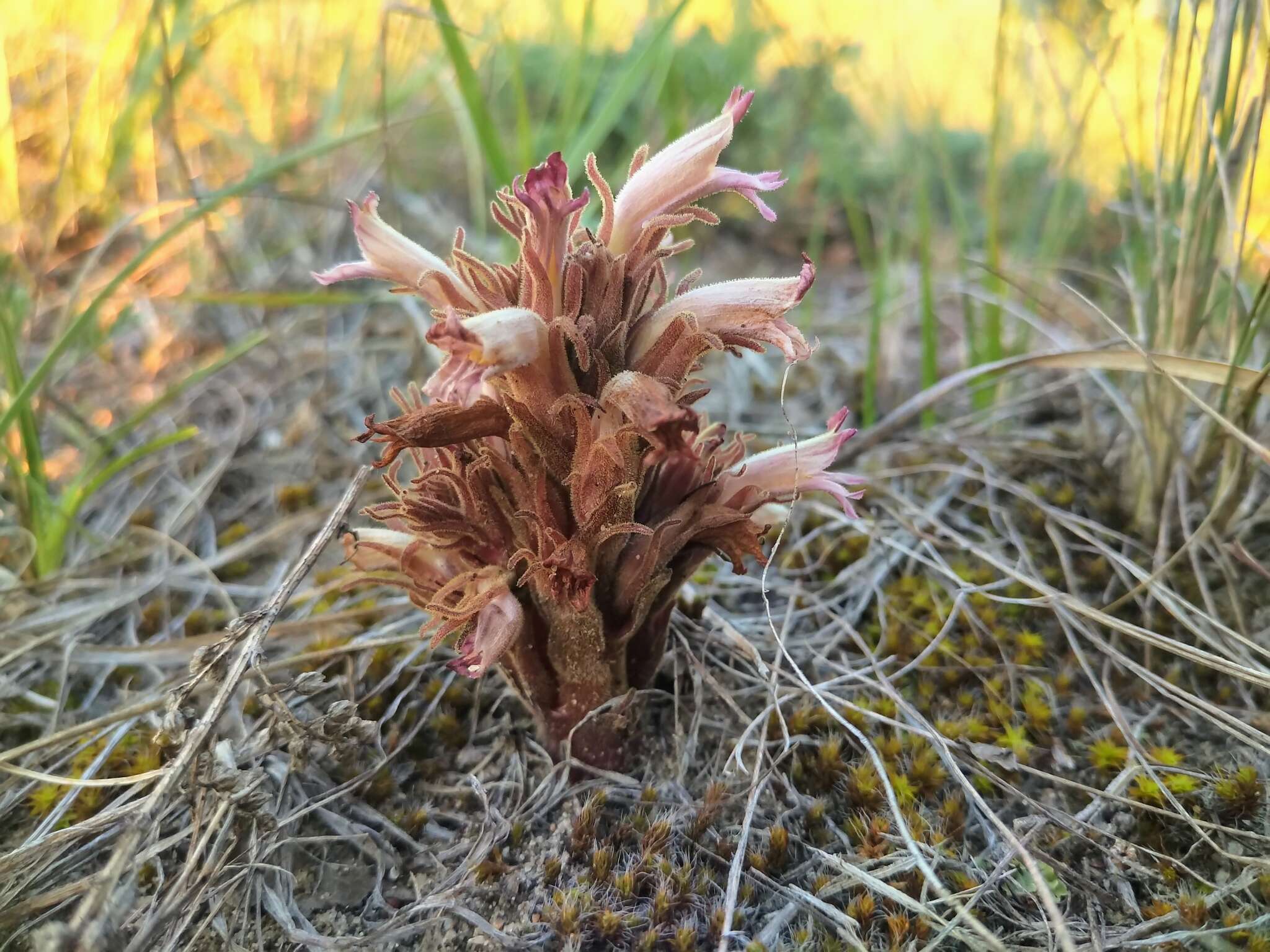 Image of flat-top broomrape